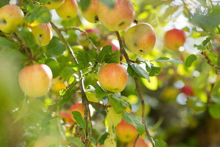 Apfelbaum Zierenberg